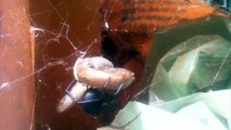 Red Back Spider - Hunter becomes Hunted