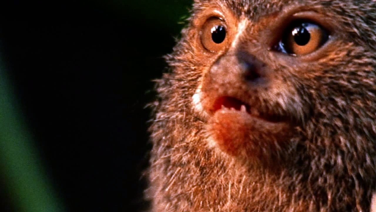 Baby Animal Amazing pic