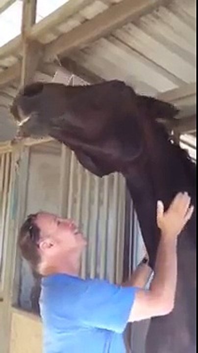 Levi le cheval adore qu'on lui gratte le cou !