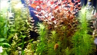 10 GAL Aquarium Transformation 201 days Update 4-13-13 (Vid #32)