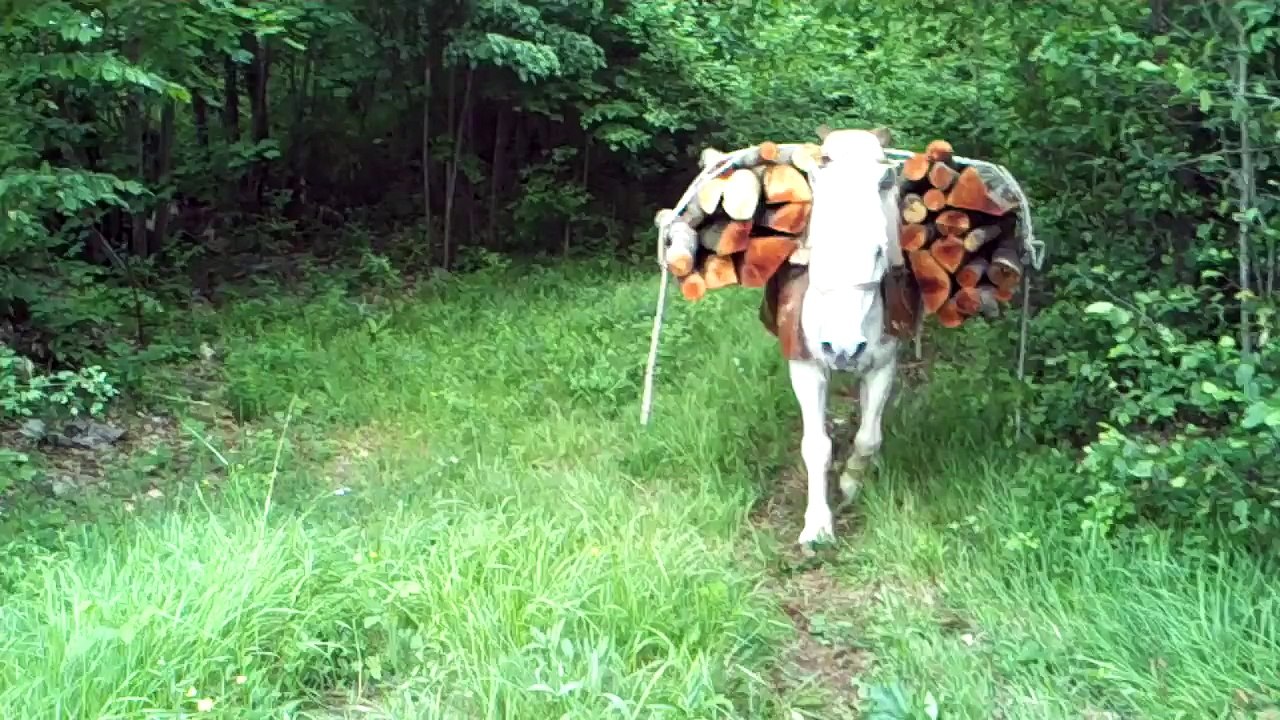 Samarica-Samaraš Vito i njegovi konji Bijeli i Miško