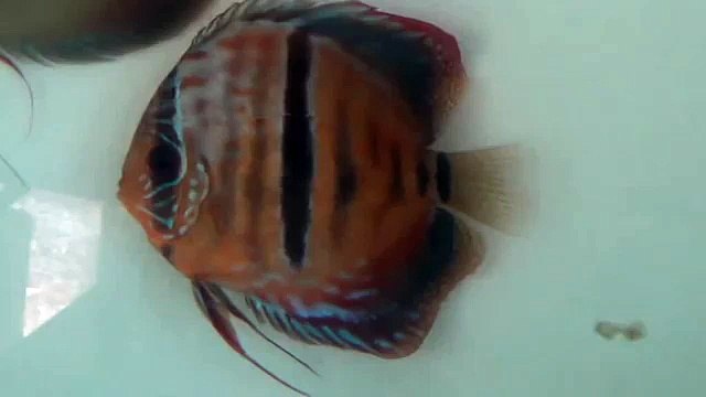 Female heckel Cross Lucky Tropical Fish farm