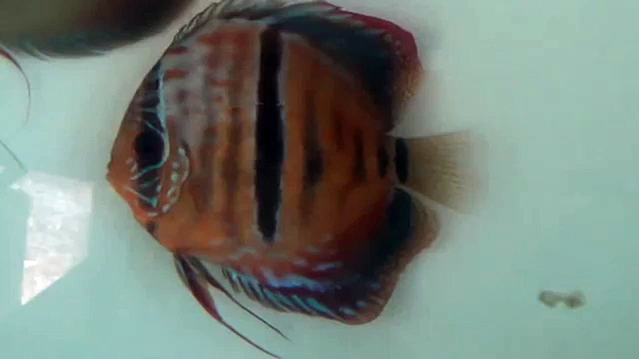 Female heckel Cross Lucky Tropical Fish farm