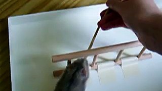 Hamster Agility (training II)