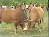 Daring Fight of cow | Dangerous Fighting in two cows full hd fight