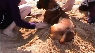 Boxer Dog at the Beach
