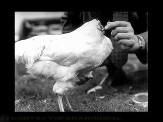 Mike, "The Headless Chicken".