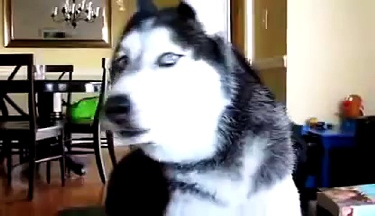 Истинско говорещо хъски   Разбира всичко което му кажете