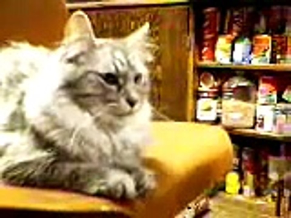 Bear attacks Cat