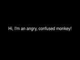 I am an angry, confused monkey