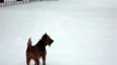 Irish Terrier Snow Polesden Lacey Feb 2009