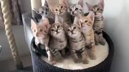 Hypnotised kittens