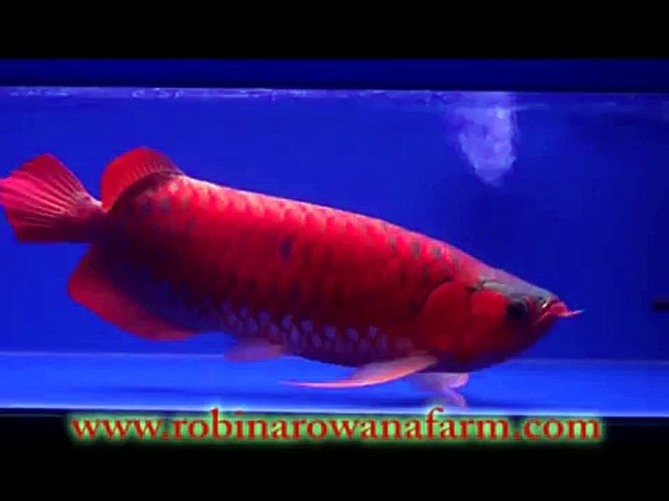 INDONESIAN RED AROWANA 60cm (1) By ROBIN AROWANA FARM