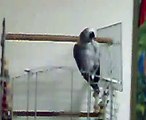 pappagallo cenerino procida