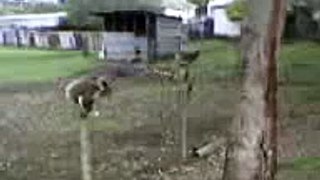 Drop Bear - Jumping Koala
