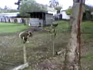 Drop Bear - Jumping Koala