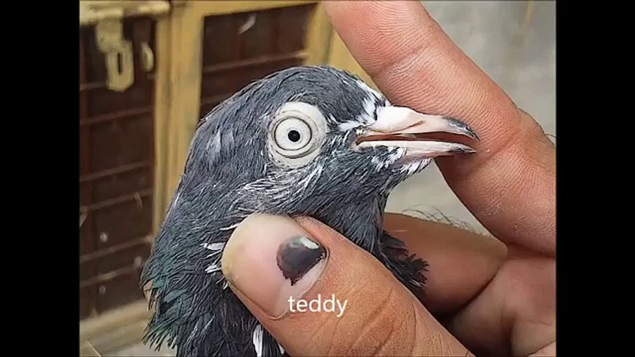 High flying pigeons