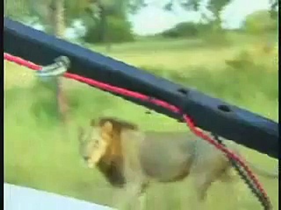 Mapogo Male Lion Mr.T