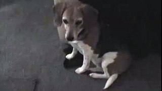 Animals Eating People Food: Snoopy the Beagle Eats Dorito