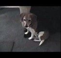 Animals Eating People Food: Snoopy the Beagle Eats Dorito