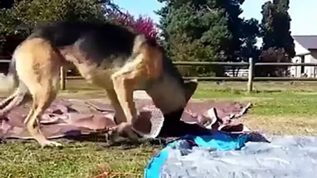 Cats can be Dicks