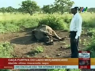 Caça furtiva abate último rinoceronte negro em Moçambique