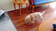 The Dog s Guiltiest Walk Ever   Funny Animals
