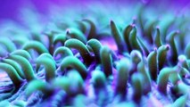 Macro Coral Shots - Toadstool, Fungia Plate, Pulsing Xenia, Montipora and Hermit Crabs