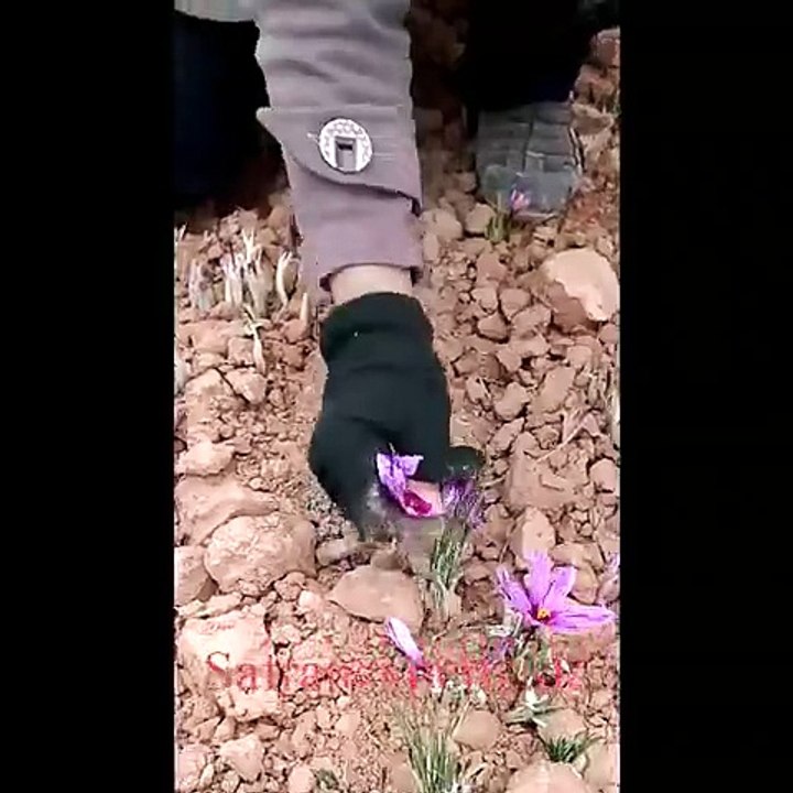 گناباد سرزمین طلای سرخ
