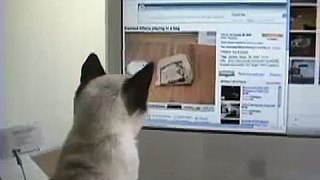 Siamese kitten watching himself on You Tube