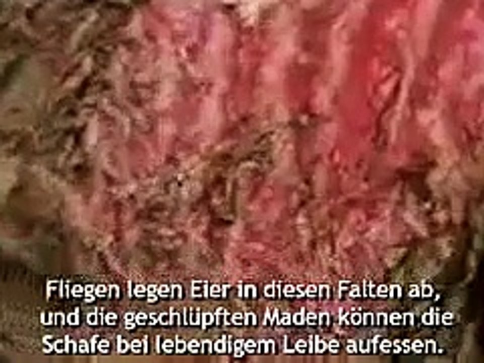 PINK - Raise Your Glass (Greatest Hits So Far) Animals (Vegetarian) Blow Me Beam me up Ugg colors