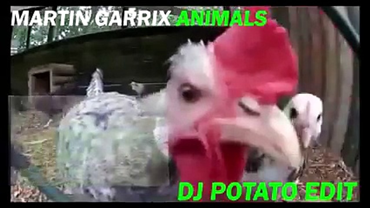 Martin Garrix Animals (Rooster dancing)