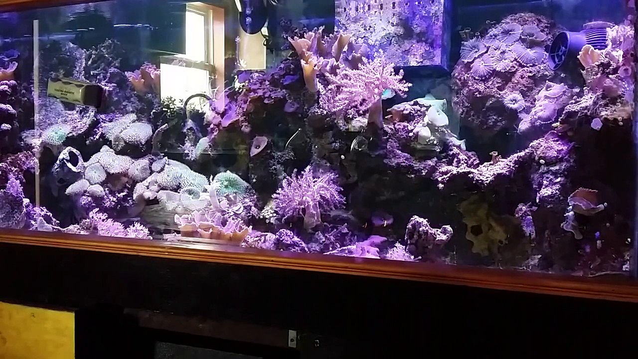 DSuny Led Light Settings on the Reef