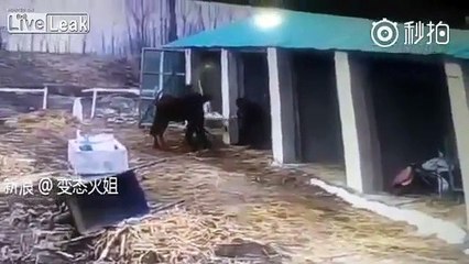 YouTube: Este perro ‘salvaje’ atacó brutalmente a caballo y granjeros