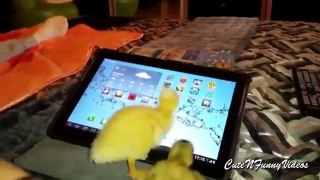 Cute and Funny Duckling Videos Compilation 2015 (Part 1:)