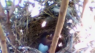 Mockingbird Egg Hatching