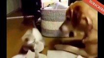 Funny Dogs. A Funny, Ultimate Dog Video vines #7
