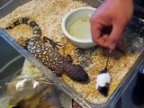 Beaded Lizard feeding