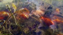 Bassin à poissons avec les amours et la ponte de crapauds - Milhas - 31