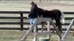 Rocky Mountain Horse Weanling And Obstacle Training