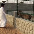 Faire le malin avec un lion en cage puis en face de soi