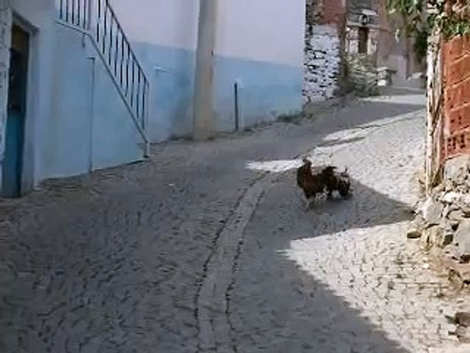 Roosters Fighting in Altinoluk