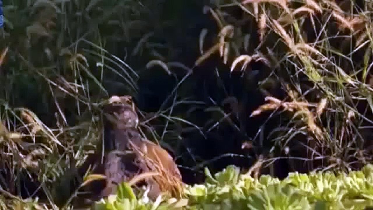 Cocodrilos   Ataques Reales de Cocodrilos   Especial