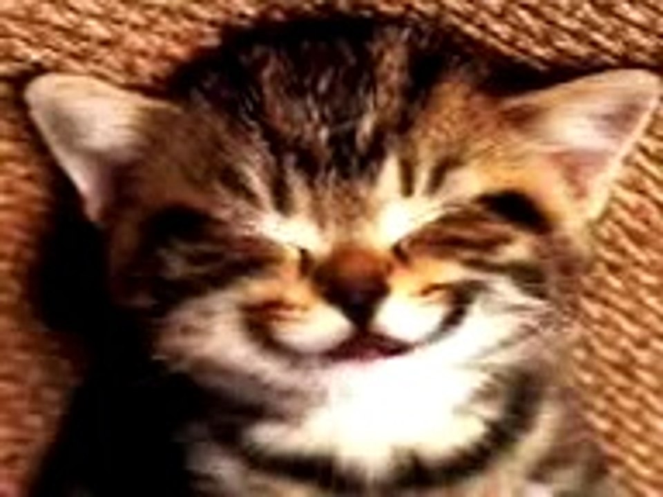 Gatito feliz cumpleaños