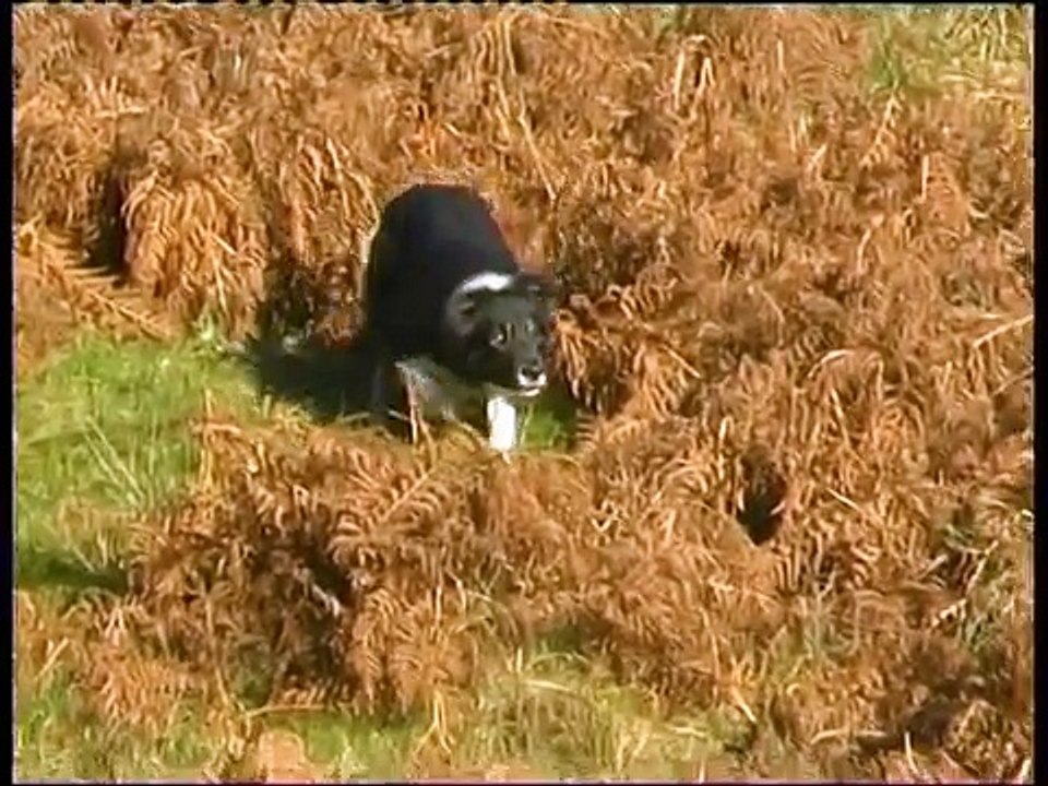 Border Collie Rescue - A Useful Dog - Episode 1