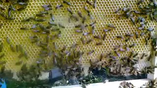 Молодой мед в сотах. Young honey in honeycombs.