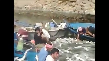 صيد الاسماك عن طريق الشبك