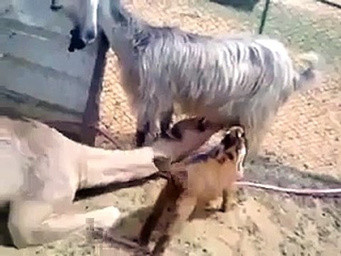 funy videos clip never seen like this video must watch - Video Dailymotion