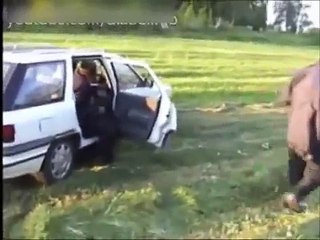 ►GANG ALBANII - Klub Go Go ►PARODIA◄