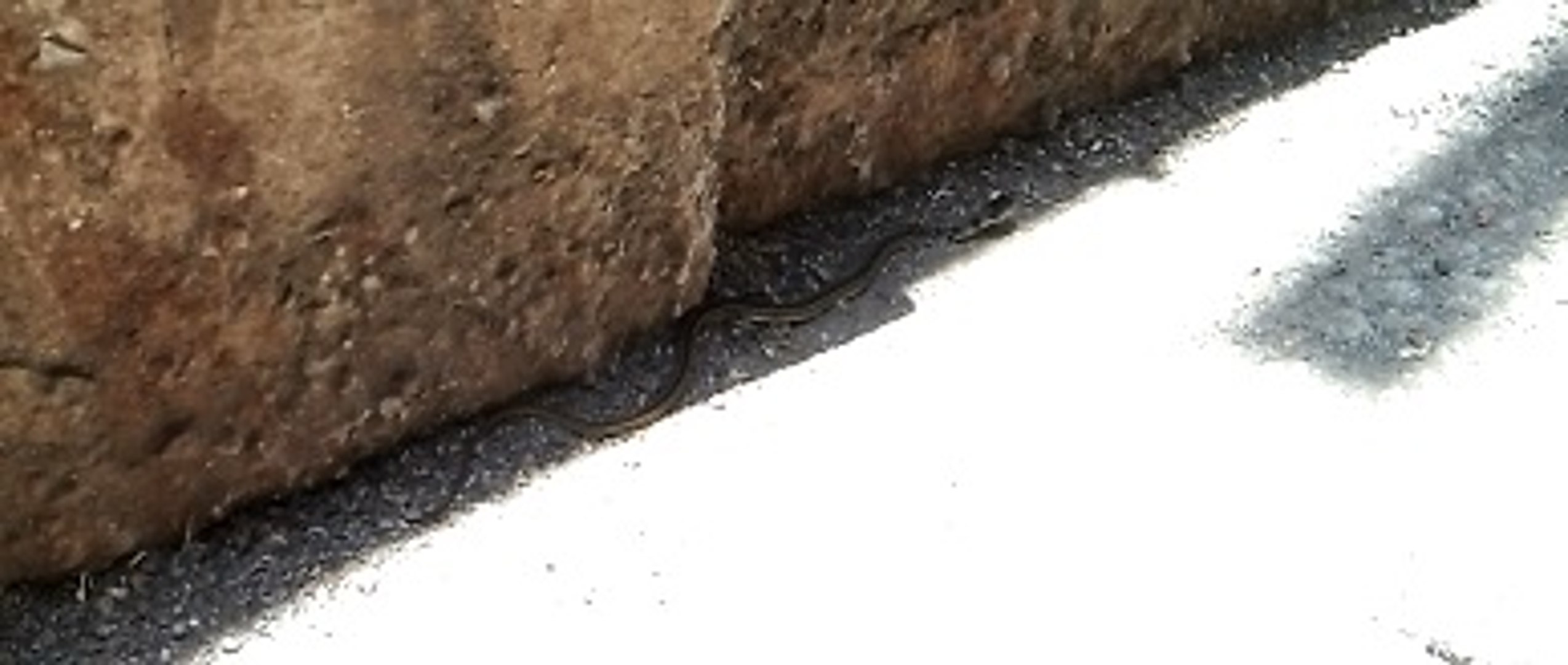 ⁣Snakes Child - Animal Planet - Nature Documentary HD